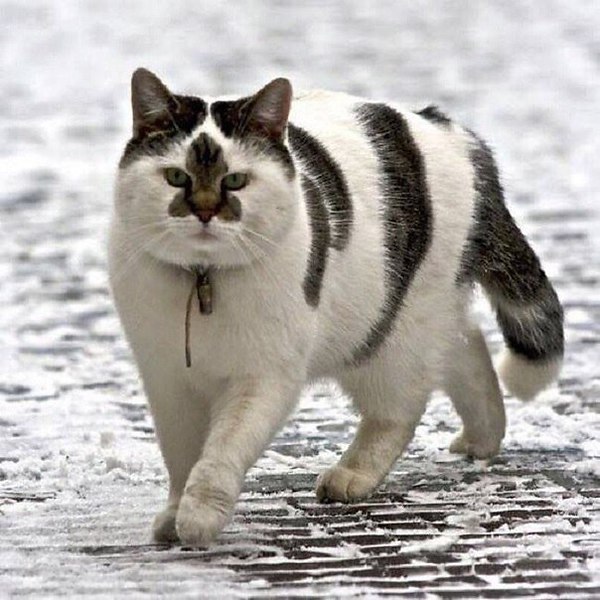 Коты и Кошки