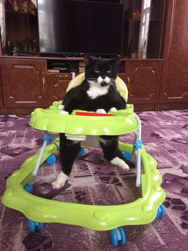 Коты и Кошки