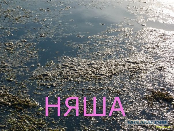 «Няши на пляже»