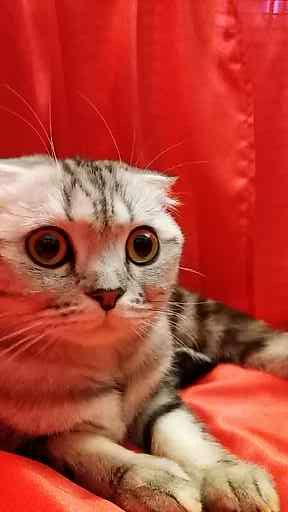 Котовторник 28.11.2017