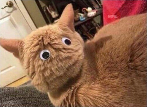 Прикольных котов пост