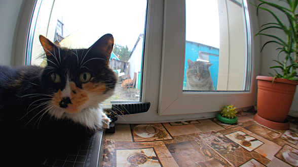 Котовторник