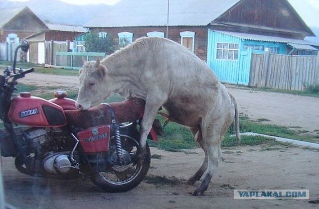 Секси-телочка на капоте машины