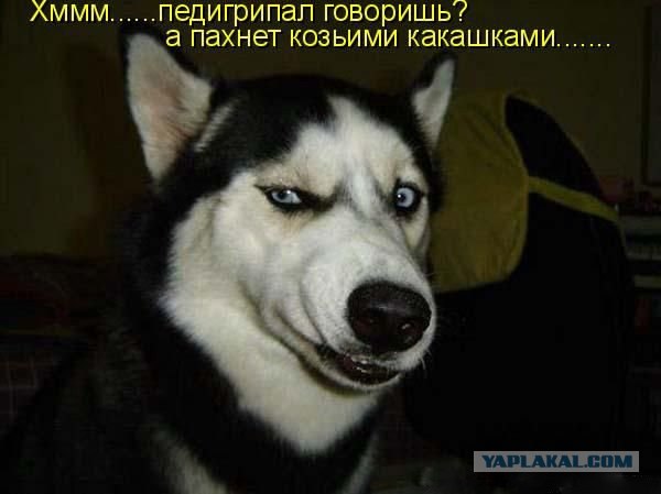 Средопсы!