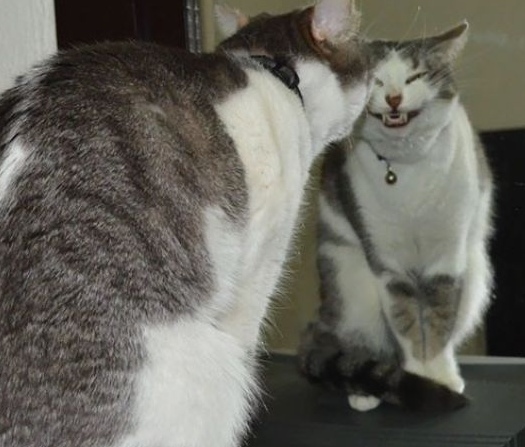 Прикольных котов пост