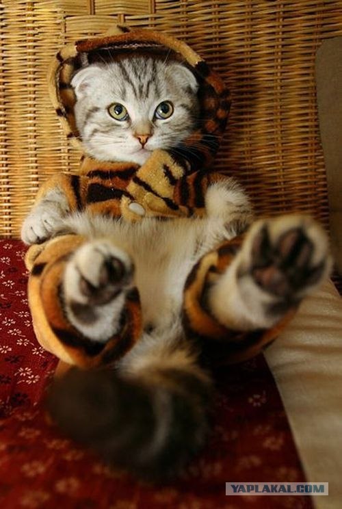 Котовторник объявляется открытым!