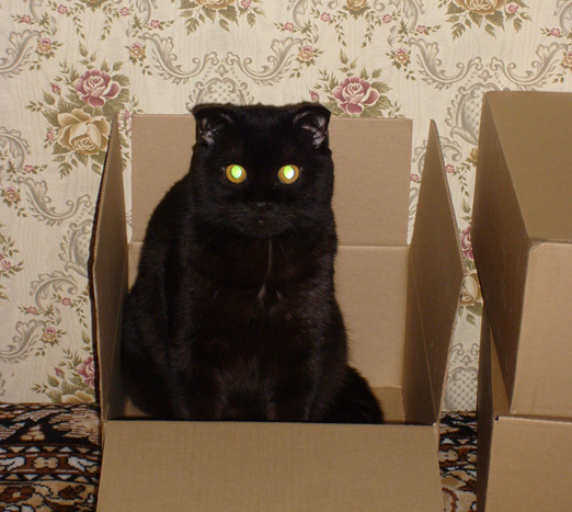 Котовторник! 11.10.11