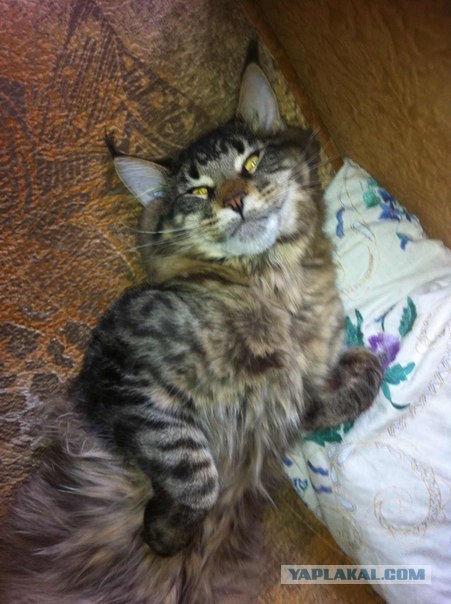 Котовторник 27.03.2012