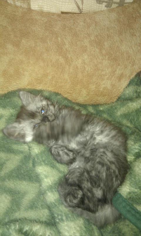Котовторник 24.04.2012
