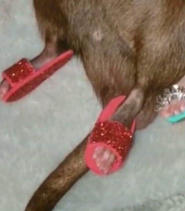 Живность из сети