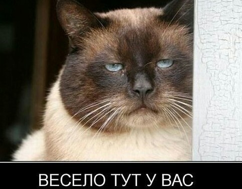 Собаки на работе
