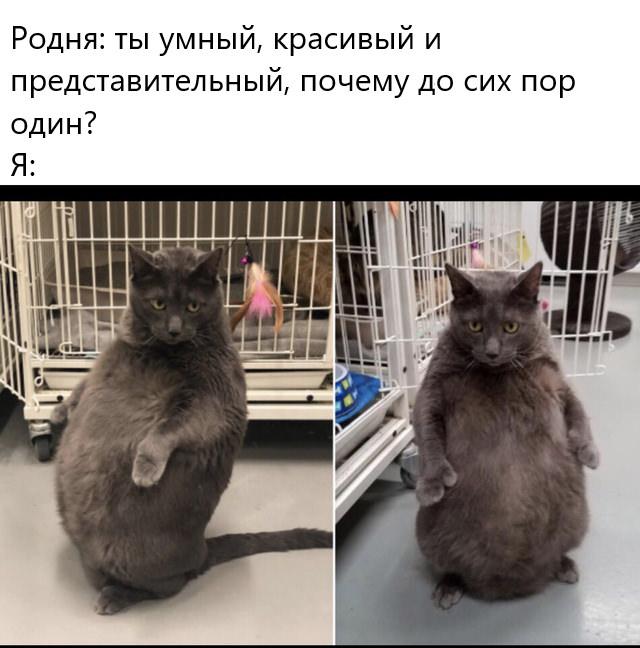 Немного картинок для настроения 11.11.19