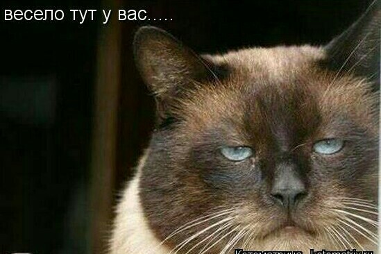 Хозяин приехал!!!