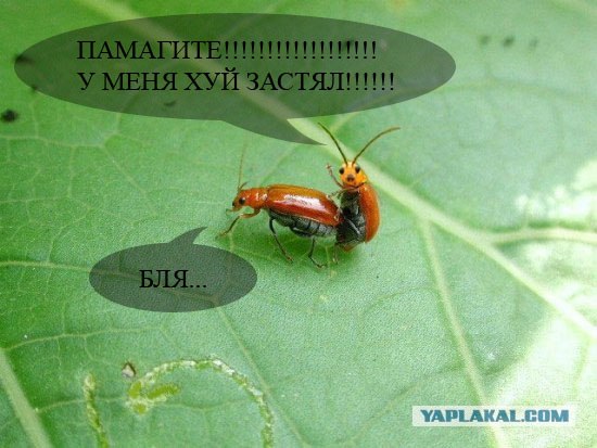 Он как бы нам машет?