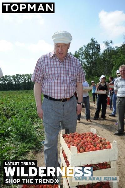 Как Жириновский на клубнике был
