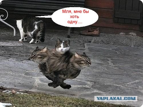 Быстрый кот