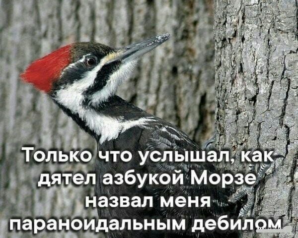 Дебилизмы из сети 05.02.21