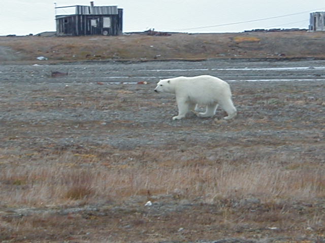 Отважный кот и трусливый медведь