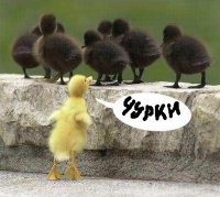 Белые устали кормить чёрных