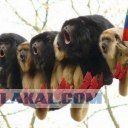 Енот попал в замес