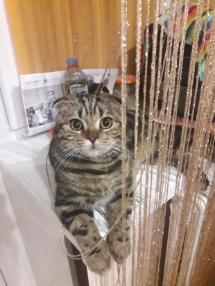 Котовторник
