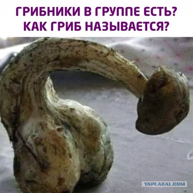 Баянисто-небаянистый юмор 28.12.21