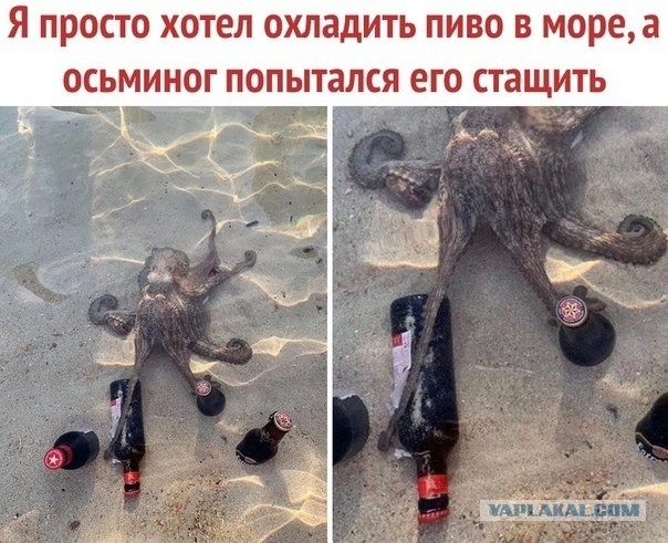 Картинки и мемы для настроения  - 31