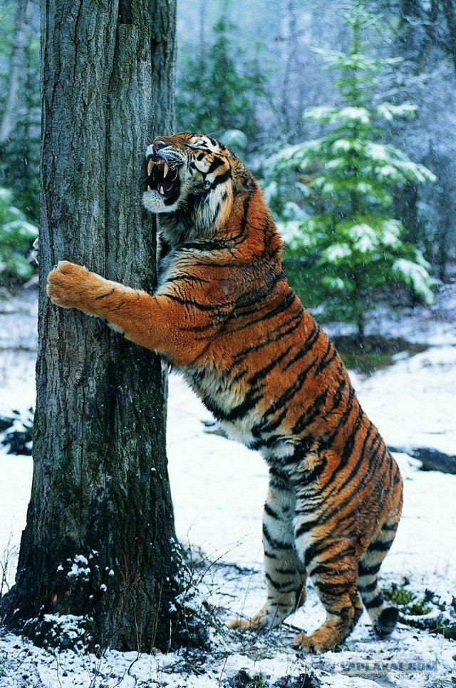 Игра в слова с фотографиями