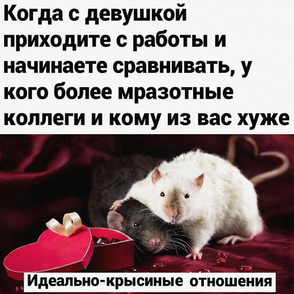 Деградация лайт 13.10.2022