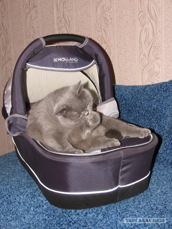 Котовторник 16.04.2013