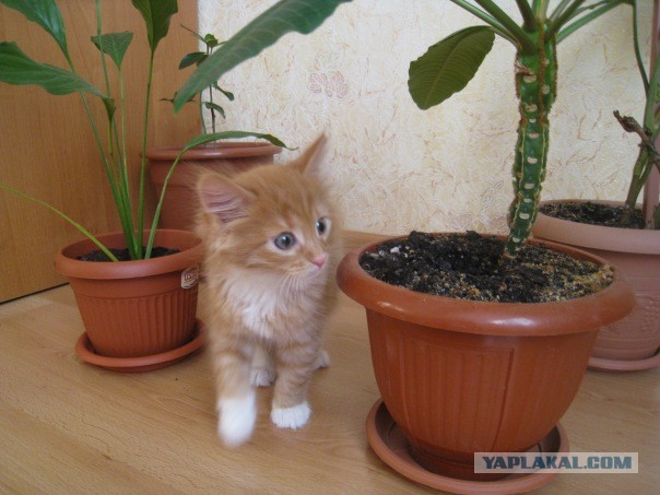 Котовторник 30.04.2013
