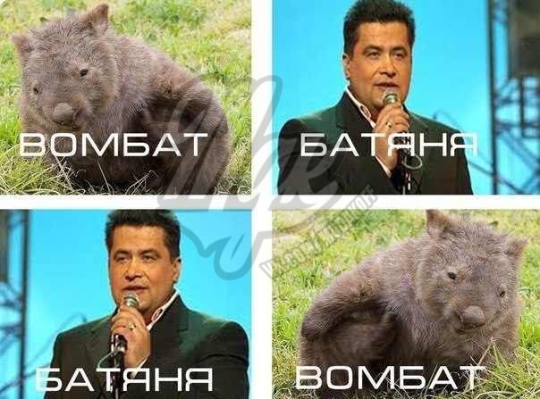 Женщина спасла этих вомбатов, и они стали её питомцами
