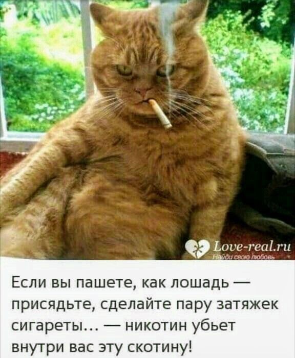 Весёлый полтишок 13.08.24