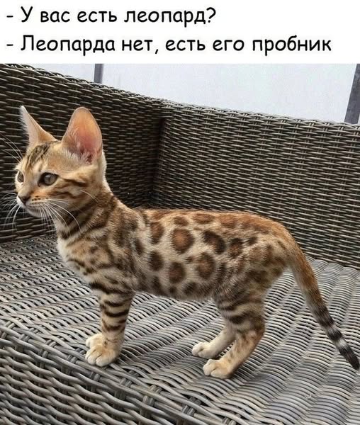 К котовторнику: подборка картинок-баянов с котиками и про котиков. Выпуск 11