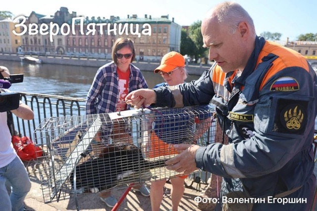 В Петербурге четвёртый день пытаются вытащить кота, застрявшего в облицовке набережной Фонтанки.