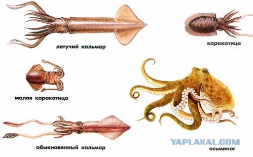 На тебе падла напоследок!