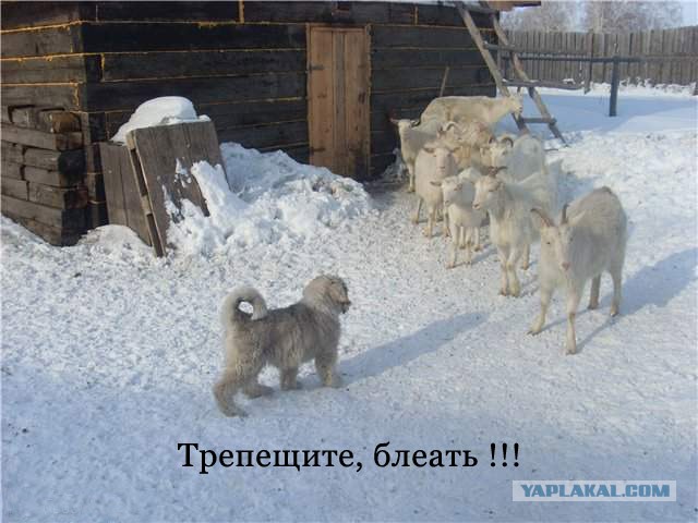 Лица Кавказской национальности