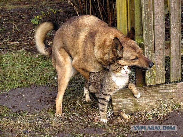 Не на жизнь, а на смерть