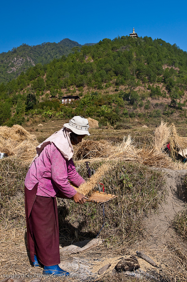 Как выращивают рис в Бутане