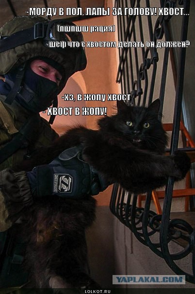 За что лапы крутите, волки позорные?!
