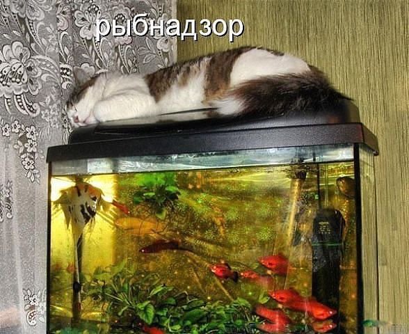 Для поднятия настроения