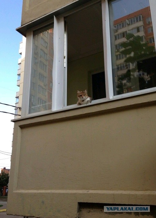 Котовторник