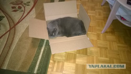Электрики отзовитесь,
