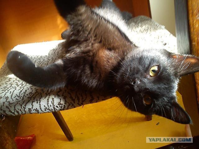 Котовторник 11.08.2015