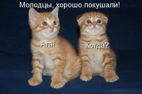 Котовторник