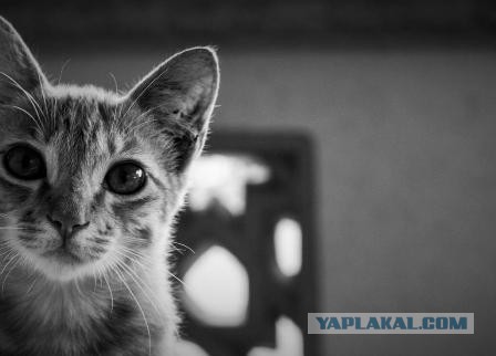 Котовторник