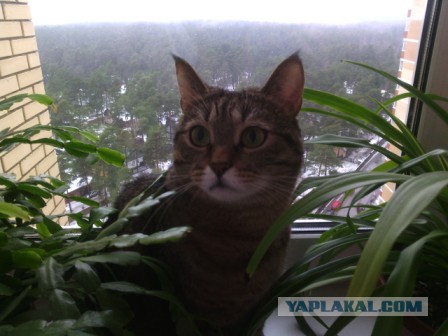 Пост невероятной кошачьей красоты. 25 фот.