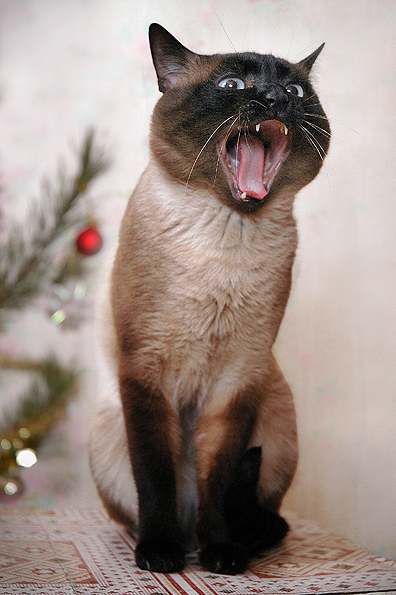 Коты, кошки, котята