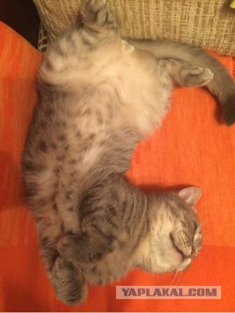 Котовторник 17.05.2016
