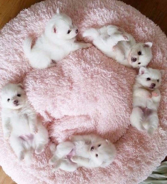 Мохнатые беспредельщики